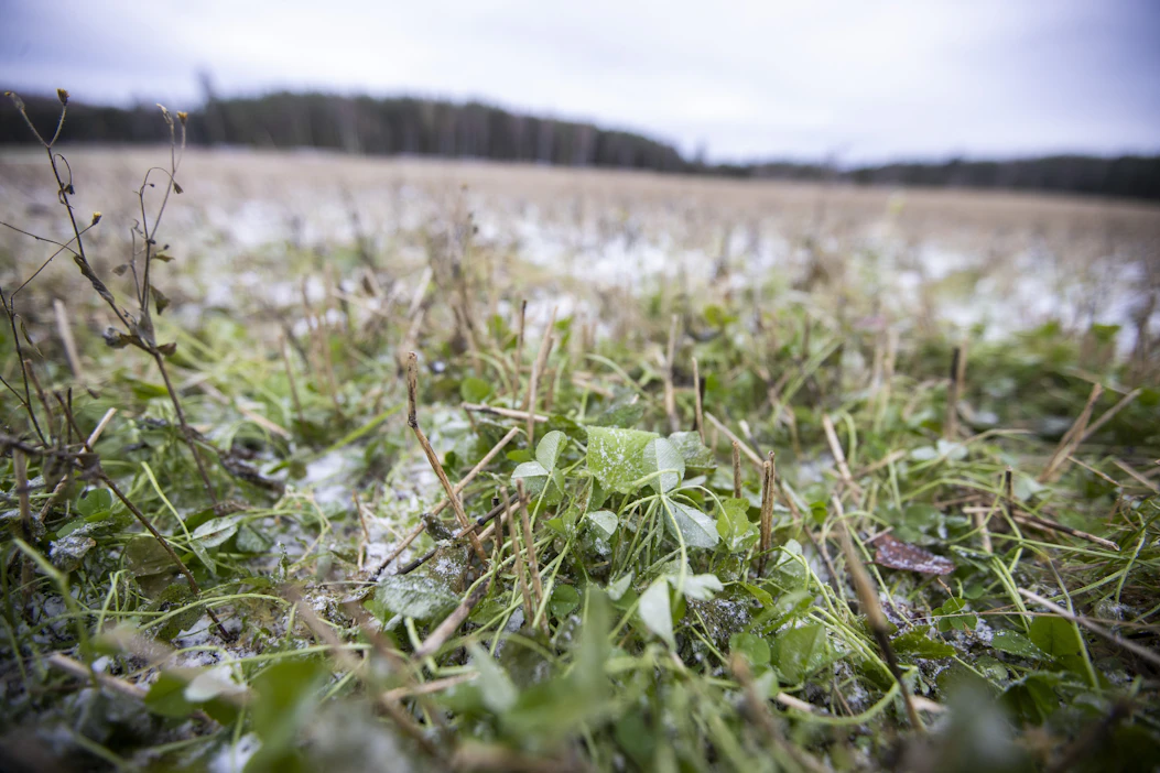 Päästöjen leikkaamisen lisäksi niitä voi kompensoida. Kerääjäkasvina käytetty valkoapila sitoo hiiltä tehokkaasti.