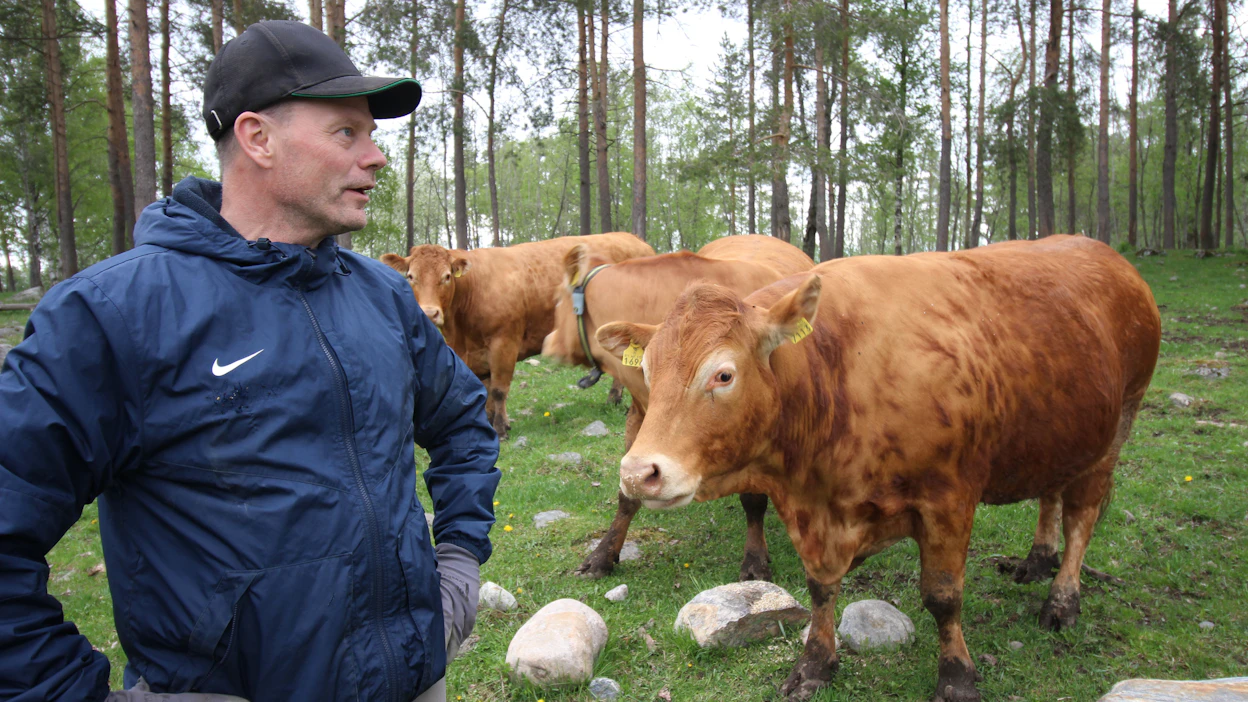 Jyrki Kuikan tilalla metsälaitumella jaloittelevat lehmät odottavat jo peltolaitumelle pääsemistä.