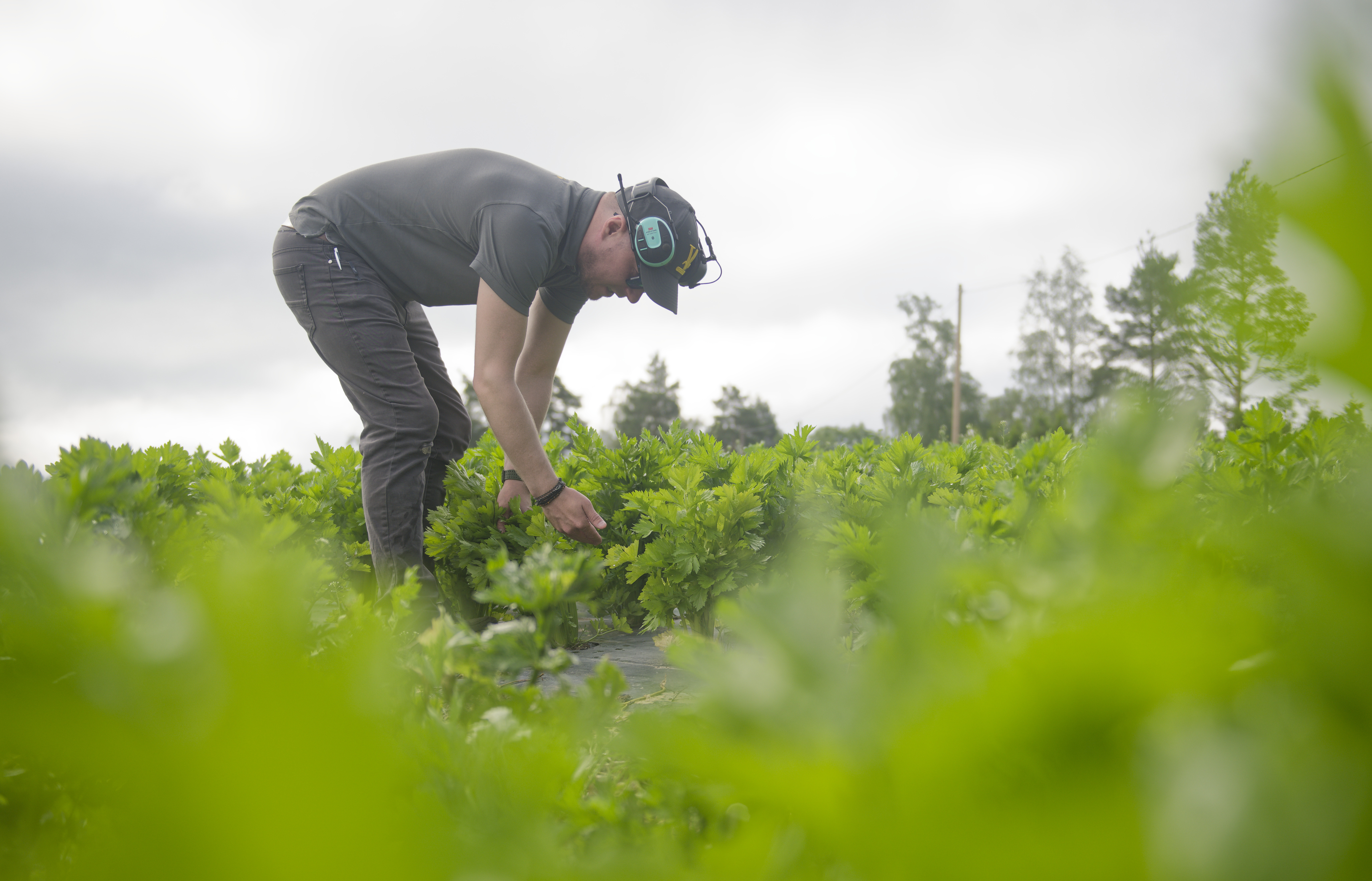 Juho Vainio oli heinä-elokuun vaihteessa tyytyväinen sellerikasvustojen kuntoon.