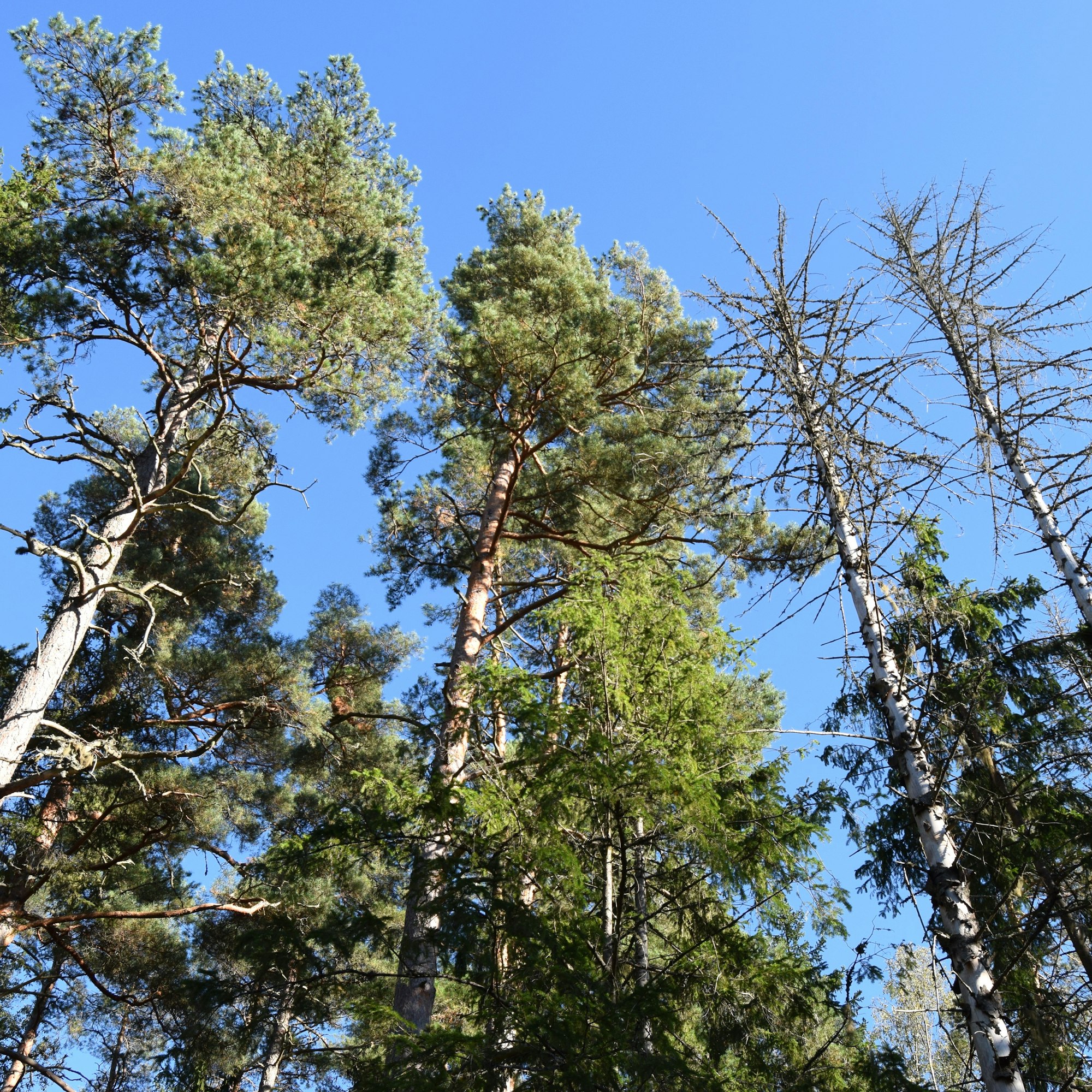 Kirjanpainajat ovat tuhonneet paikoin kaikki varttuneemmat kuuset Etelä-Ruotsissa.