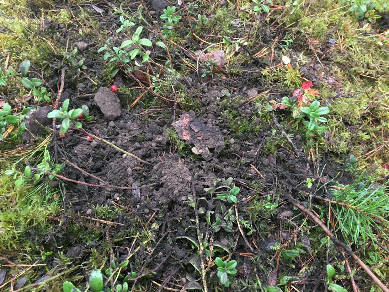 Putretti-metsälannoitetta levitettiin maastoon Evolla syyskuussa. Lannoituskokeet tehdään Ruokaviraston koe- ja tutkimustoimintaluvan varassa.