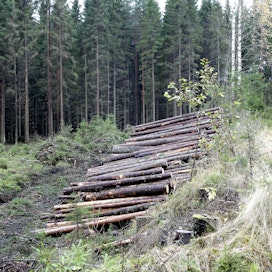 Noin kolmannes metsänomistajista suunnittelee käyvänsä ensi vuonna puukauppoille.