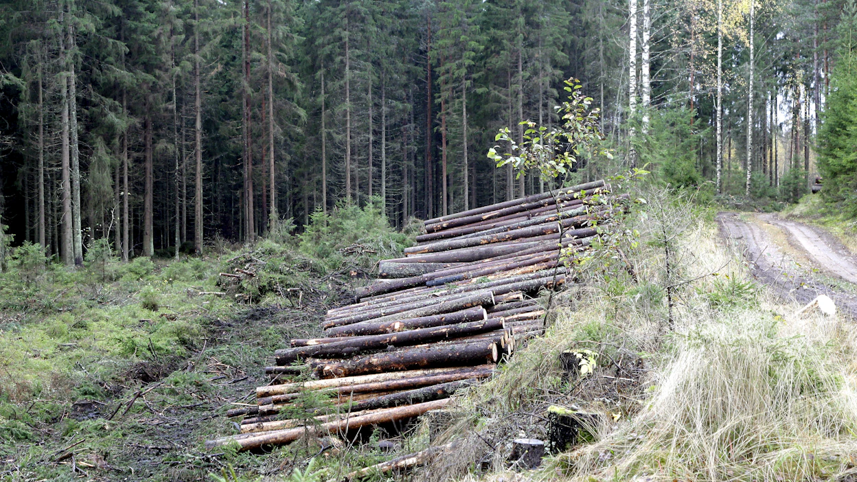 Noin kolmannes metsänomistajista suunnittelee käyvänsä ensi vuonna puukauppoille.
