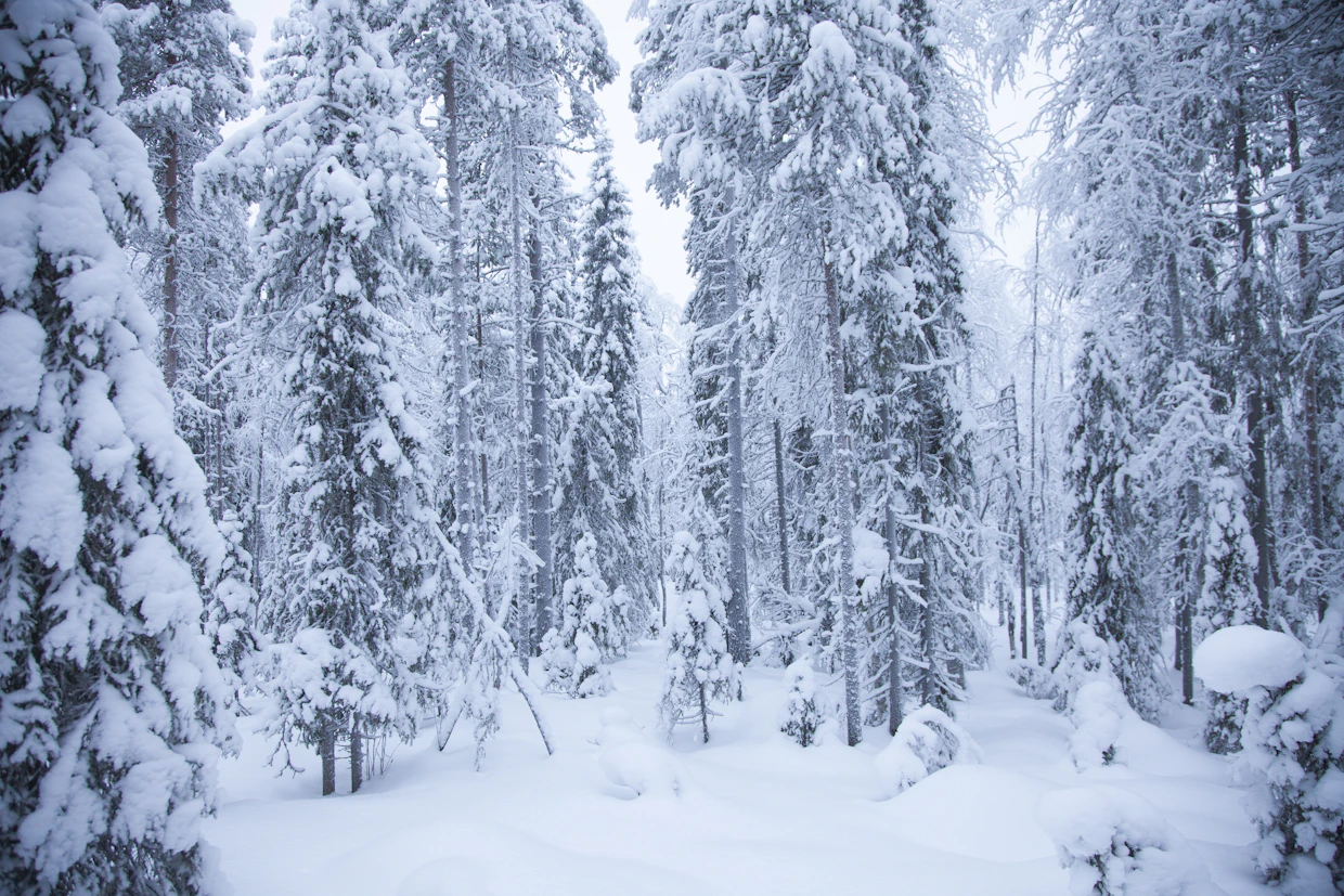 Kemijärven yhteismetsä on omatoimisesti suojellut luonnonmetsää Untamovaaran kupeesta. Suojelualueen luonnonmetsästä näkee, että ihminen ei ole siihen koskenut.