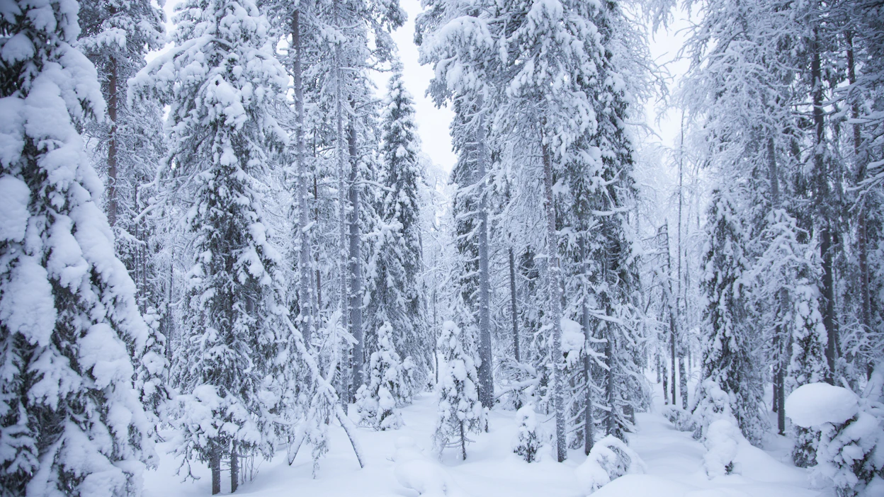 Luonnometsää. Kuvituskuva.