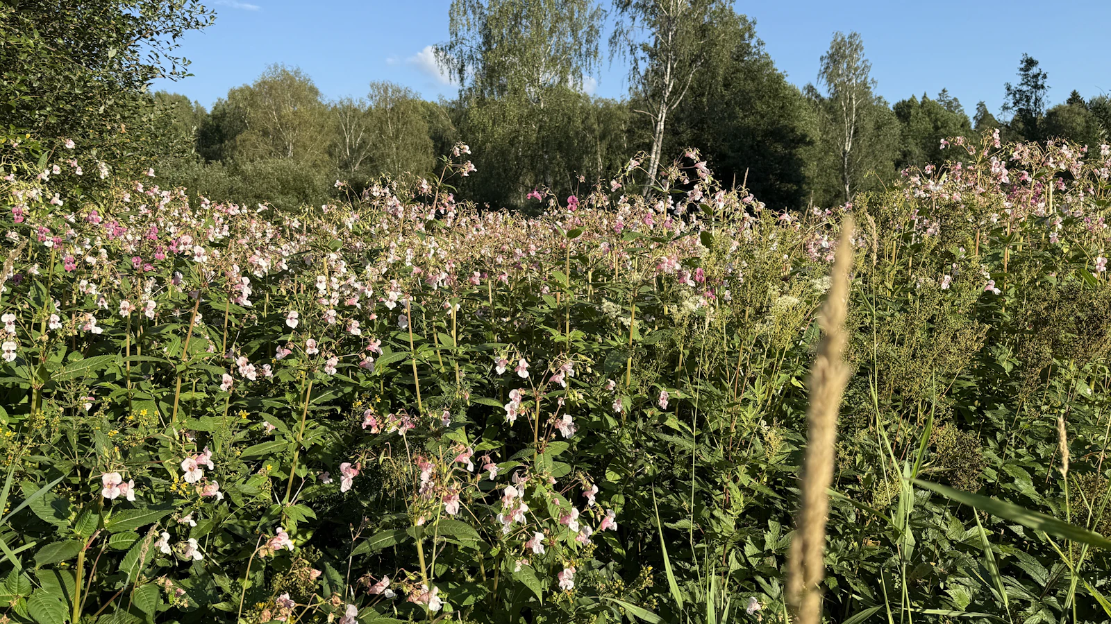 Maaseudun Tulevaisuus