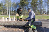 Säröslaudan teko vaatii malttia. Martti Koivumäki näyttää, miten puu halkaistaan kirveen ja puukiilojen avulla. Restauroinnin opiskelija Harri Nieminen käyttää nuijaa.