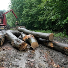 Puun korkeat hinnat ovat huolettaneet Puolan metsäteollisuusyrityksiä. Kuva on Karpaattien vuoristosta Kaakkois-Puolasta. Alueen metsät ovat nousseet suojeluarvojensa vuoksi esille.