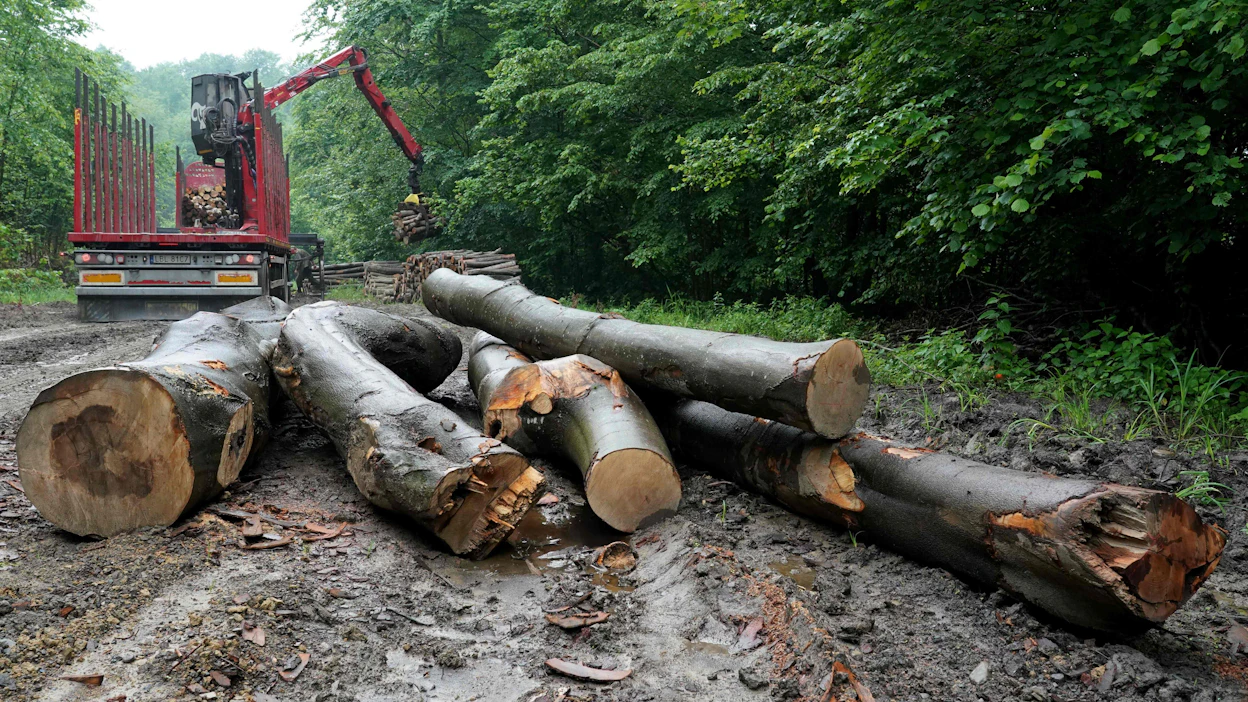 Puun korkeat hinnat ovat huolettaneet Puolan metsäteollisuusyrityksiä. Kuva on Karpaattien vuoristosta Kaakkois-Puolasta. Alueen metsät ovat nousseet suojeluarvojensa vuoksi esille.