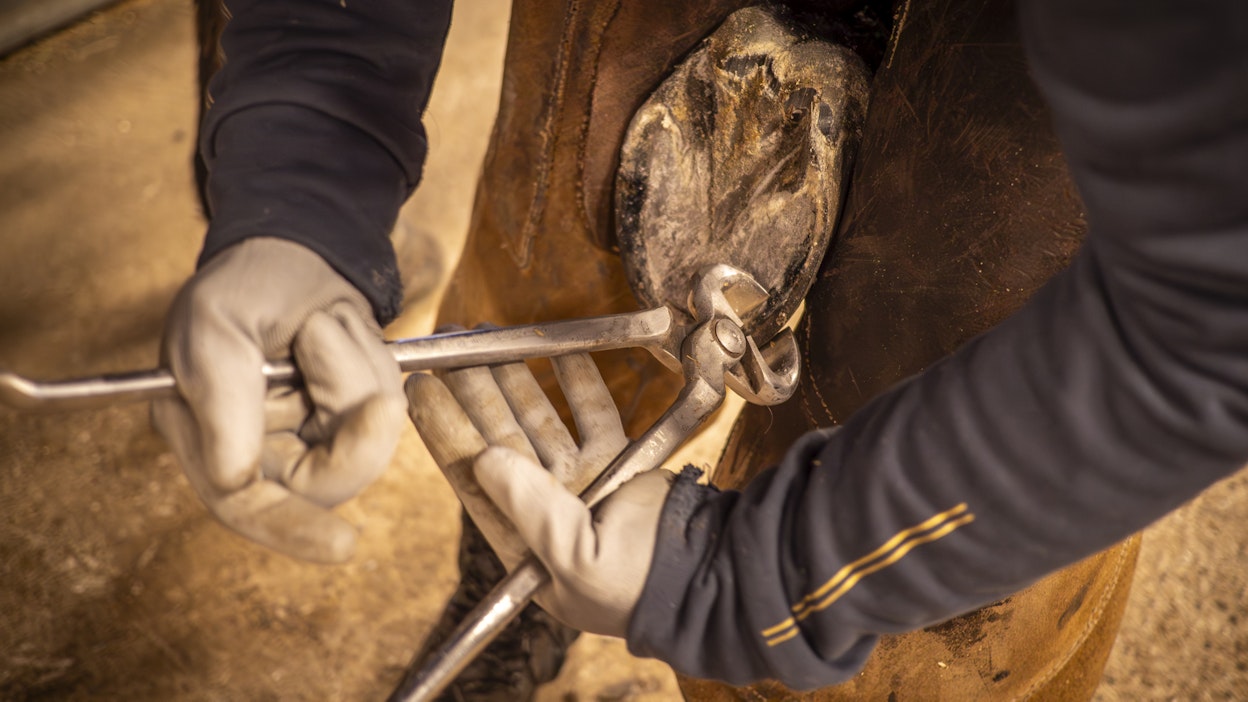 Hyvä hevonen tarvitsee myös hyvät kaviot.