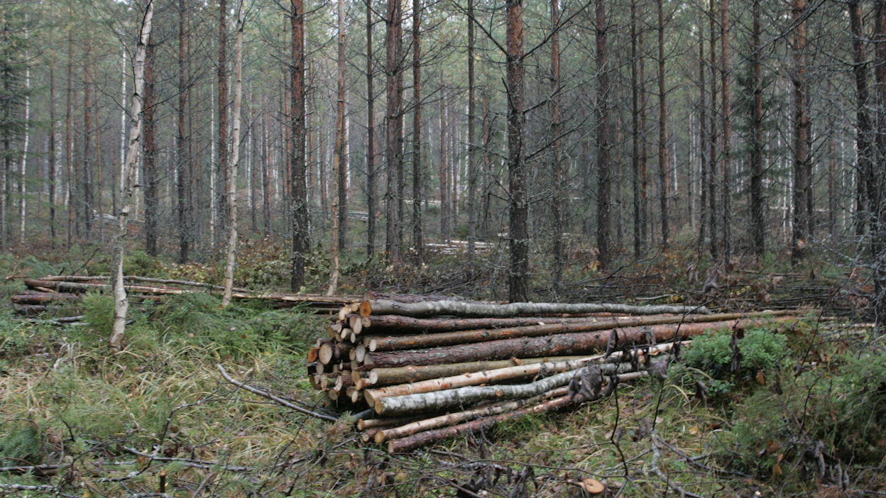 ”Metsänomistajallekin pari lauhaa ja tuulista talvea voivat tuottaa yllätyksen, kun kysyntää energiapuulle ei sitten olekaan”, Petri Kortejärvi kirjoittaa.