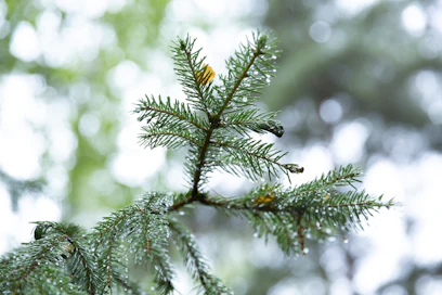 Ilma on lähipäivinä kosteaa ja kuurojen yhteydessä voi paikoin sataa rankasti. 