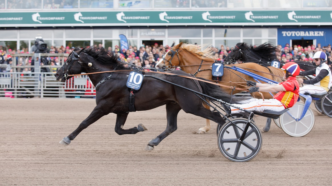 Odd Herakles voitti Elitkampenin johtopaikalta Solvallassa. Seuraavat sijat ottivat Stallone ja Månlykke A.M. Tänään Nordic Kingissä käydään armoton revanssiottelu.