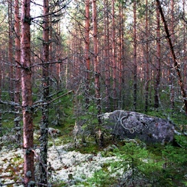Pohjoisten metsien maaperä voi olla oletettua suurempi hiilinielu, kirjoittaa Risto Isomäki.