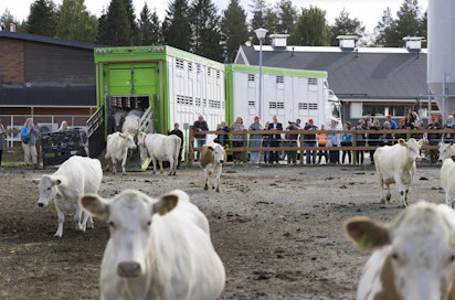Viimeinen eläinkuljetus Pelsolta Louelle saapui maanantai-iltapäivänä. Lapinlehmät astelivat rauhallisesti uuteen kotipihaan laumansa joukkoon.