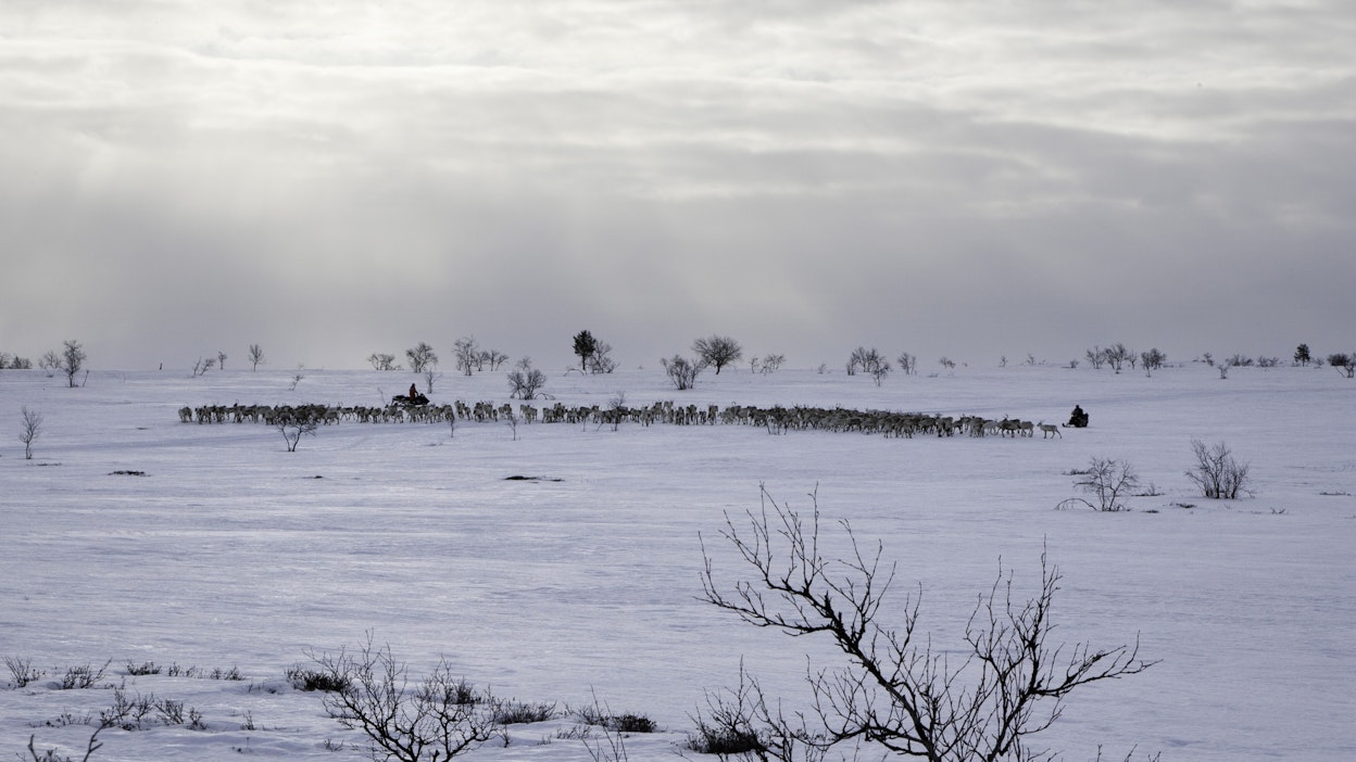 Kuvituskuva. Kuvan henkilöt ja porot eivät liity juttuun.