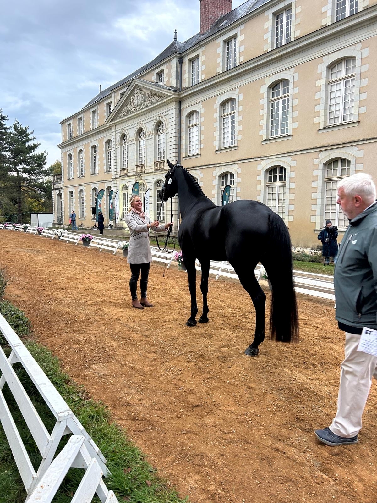 Kuusivuotias Buba d´Mues oli ensimmäisissä pitkissä kahden tähden kilpailuissaan Ranskassa. Kuvassa ensimmäinen eläinlääkärin tarkastus.
