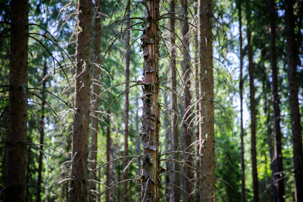 Kuumista ja kuivista kesistä hyötyvät kirjanpainajat ovat aiheuttaneet Ruotsissa laajoja tuhoja.