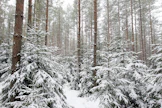 Mänty on ajanut kuusta kiinni tärkeimpänä puulajina.