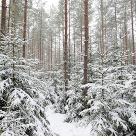 Petri Vanhala pitää tärkeänä saada eri toimijat rakentamaan yhteistä tarinaa suomalaisesta metsästä. Metsäkeskustelun ulkopuolelle jäävät liian usein metsäomistajat eli ne, jotka elävät metsästä.