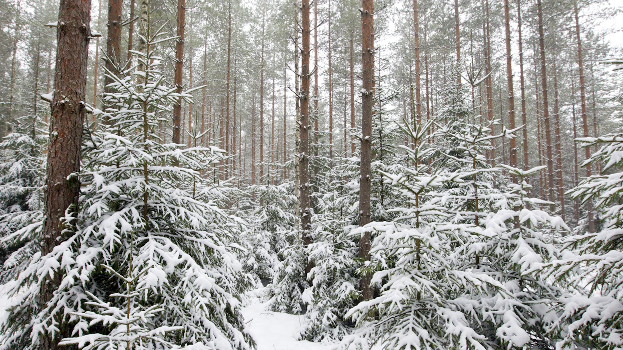 Jälleen merkittävä metsäkauppa. Sijoittajien mukaan metsä tarjoaa edelleen erinomaisen tavan hajauttaa sijoitukset omaisuusluokkaan, joka tarjoaa vakaata tuottoa.