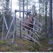 Hirvisonni tulossa nieluportin läpi.