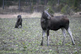 Metsästyskauden alku saa hirvet liikkeelle.