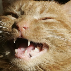 Kissa kehrää tyytyväisenä, mutta myös sairas kissa voi rauhoittaa itseään kehräämällä.