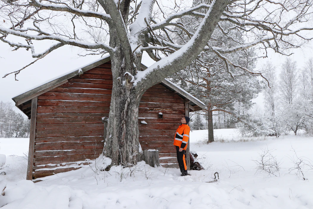 Heikki Naukkarinen kuvaa usein työn ohessa erikoisia puita, kiviä ja muita luonnonilmiöitä.