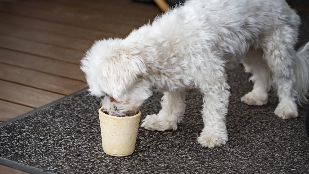 Shirinin Kiki-koira toimii Voihan kuono! -jäätelöiden koemaistajana. Kiki on rodultaan ”lapualainen eli puoliksi maltankoira, puoliksi bolognese”, Shirin Namiq kuvailee.