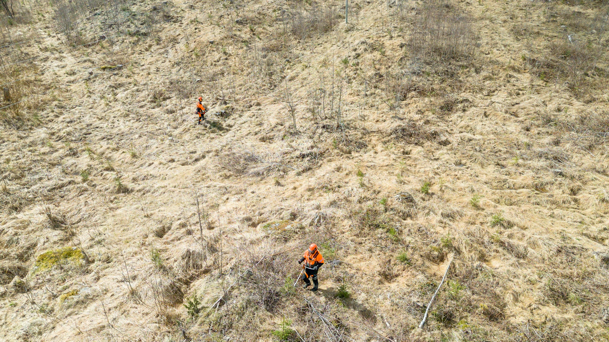 Viime vuosina taimikon ja nuoren metsän hoidon tukea on haettu Suomen metsäkeskuksesta enemmän kuin siihen on määrärahoja. Kuvituskuva.