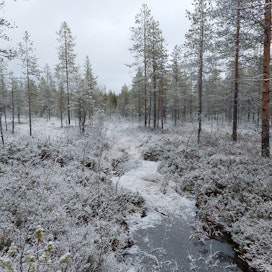 Metsähallitus ennallistaa tänä vuonna Kainuun ja Pohjois-Pohjanmaan alueella yhteensä 2 500 hehtaaria soita.