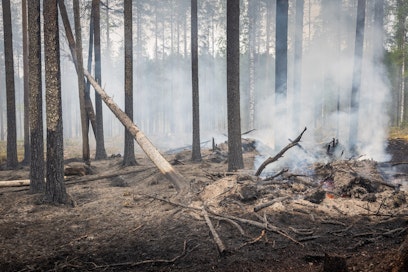 Hiiltynyttä puuta suomalaisessa metsässä. 