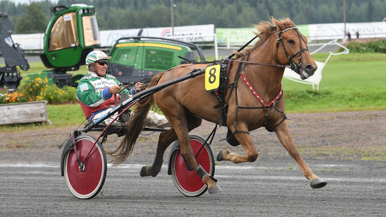 Markku Hietanen voitti Oja-Nisuloiden Akaasialla kuningatartittelin Rovaniemellä 2018. Nyt työn alla on Luraus, jota Faari pitää oikein lahjakkaana menijänä.