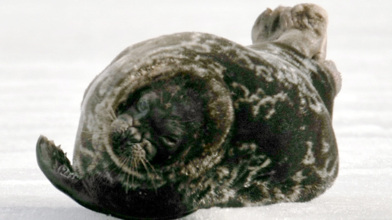 Saimaannorppa kierähteli Pihlajavedellä 15. huhtikuuta 2011. JUSSI NUKARI / LEHTIKUVA.