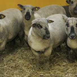 Kuva on vuodelta 2005, jolloin Sirolan tila valittiin Vuoden lammastilaksi. Tila jalostaa Oxford Down -rotua.