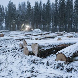 Metsänomistajat tekivät viime vuonna yhden kaikkien aikojen parhaista tuloksistaan.