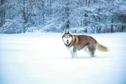 Pohjois-Amerikan luoteisosassa sijaitseva Alaska sijoittuu samoille leveyspiireille kuin Suomi.