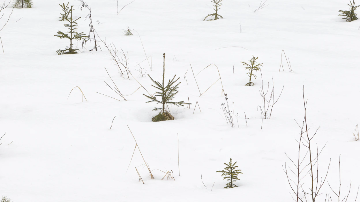 ”Metsäteollisuuden tutkimus- ja kehitystyö ja jokainen metsänomistajien istuttama uusi taimi perustuvat yhteiseen voimavaraan, optimismiin”, Mari Ikonen kirjoittaa.