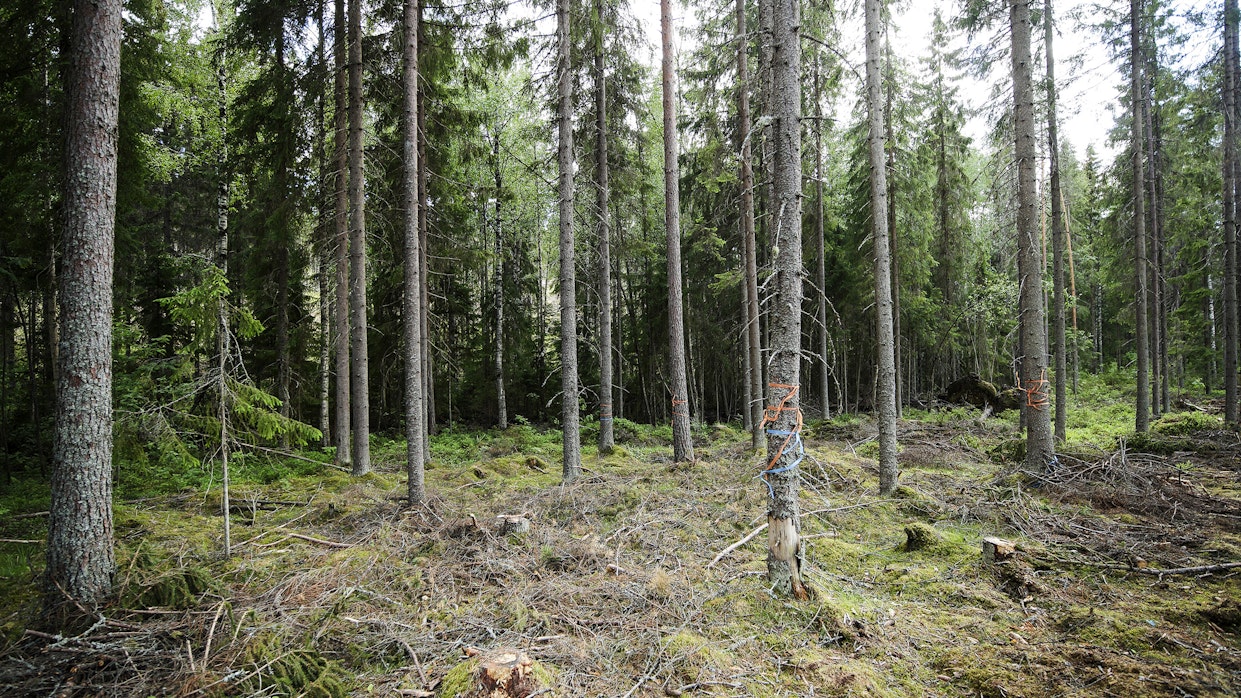 Luontopaneeli ehdottaa jatkuvapeitteisen metsänhoidon osuuden kasvattamista.