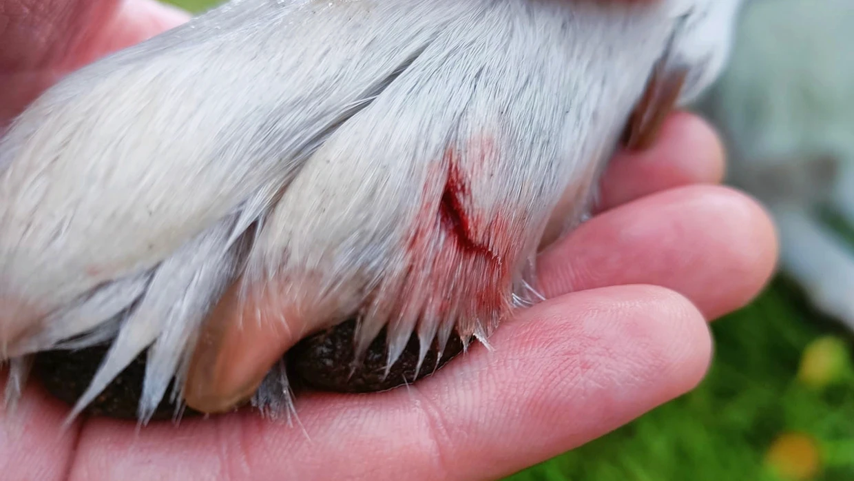 Hauen terävät hampaat tekivät pisto-ja viiltohaavoja Roudan tassuun.