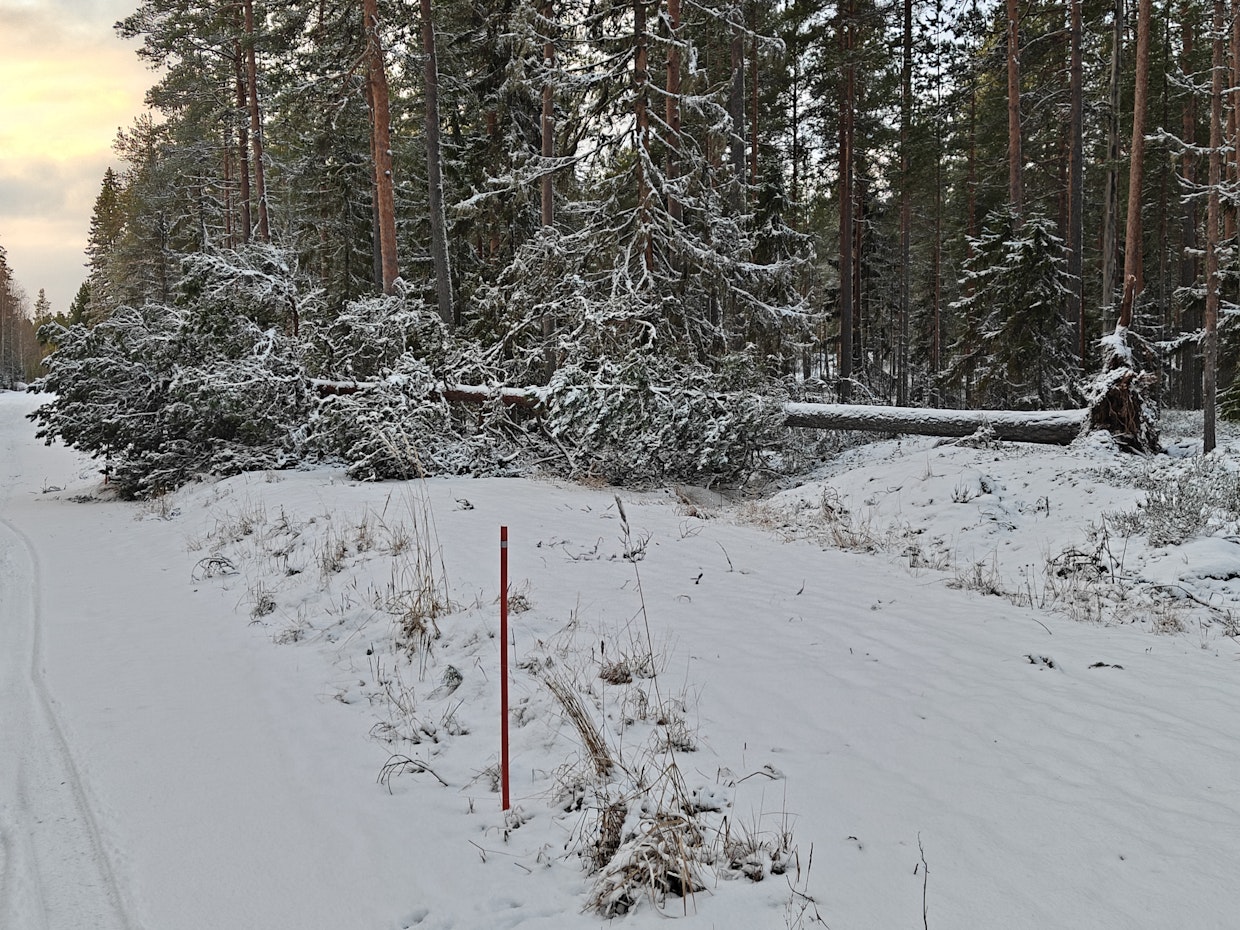 Hannes-myrsky kaatoi runsaasti kookkaitakin puita eri puolilla Etelä-Pohjanmaata.