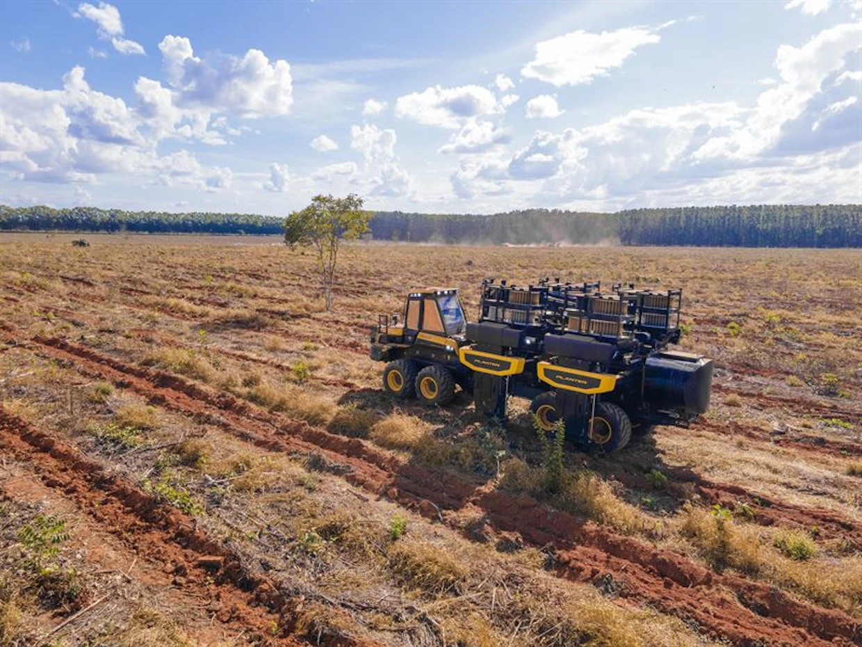Erilaisilla plantaasiviljelmillä koneellinen istutus on helpompaa toteuttaa, kuin luontasissa metsäympäristöissä. Usein kannot ovat poistettu ja maasto vähäkivistä.