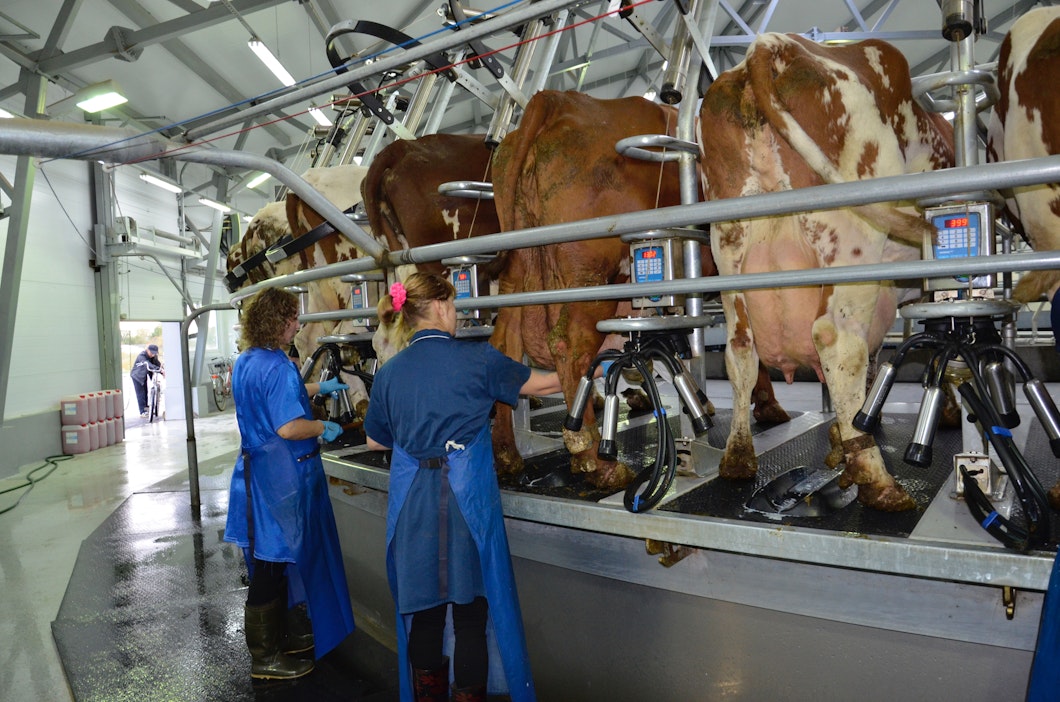 Lypsykaruselli venäläisellä maitotilalla. Kuvituskuva.