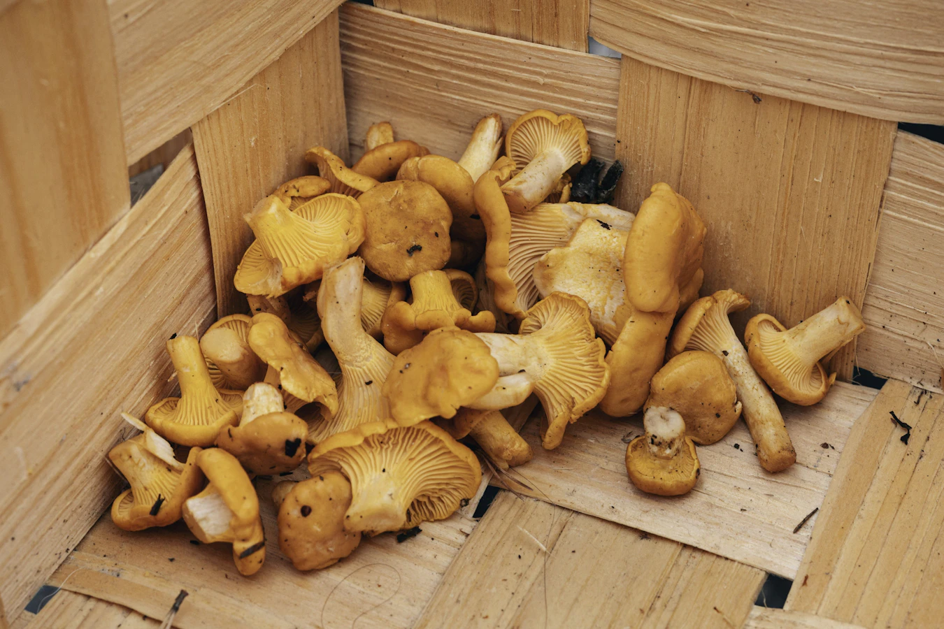 Maaseudun Tulevaisuus