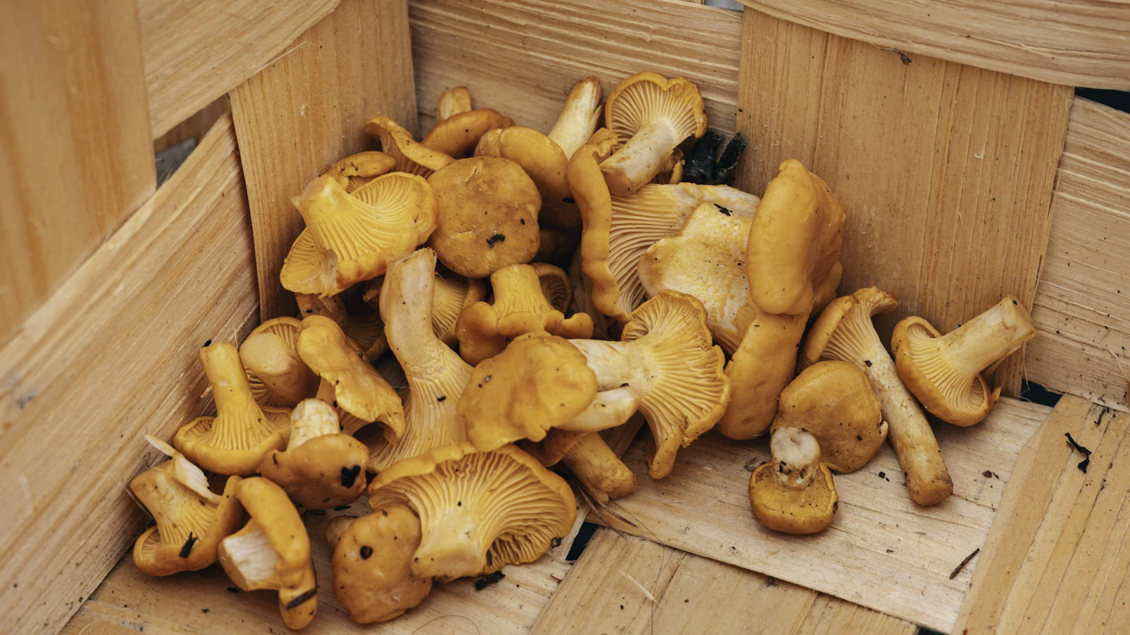 Maaseudun Tulevaisuus