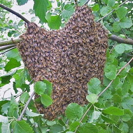 Parveilu on tarhamehiläisille luontainen tapa lisääntyä. Kun mehiläiset kokevat, että pesässä on liikaa väkeä, ne pyrkivät jakamaan yhteiskuntansa kahtia.