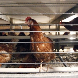 Luonnonvarakeskuksen 6.5. julkaistun tilaston mukaan tuotetuista kananmunista 38 prosenttia oli virikehäkkikanojen munia vuoden 2022 ensimmäisen vuosineljänneksen aikana. 