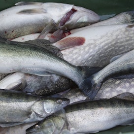 Hallitusohjelmassa mainittu kotimaisen kalan kulutuksen edistäminen sykähdytti Kalatalouden keskusliittoa.