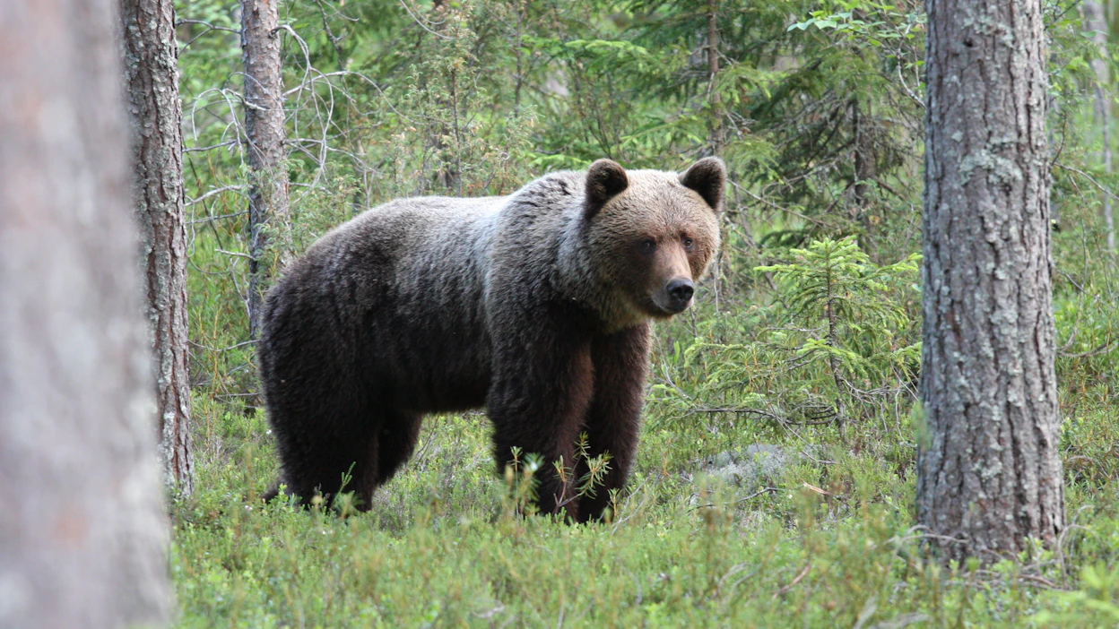 Loukkaantunutta karhua ei pidä lähestyä, muistuttaa Poliisi.